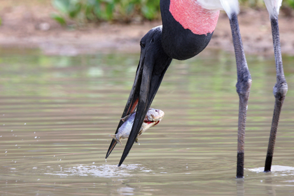 Pantanal Nationalpark Geheimnisvolles Unentdecktes Schwemmland