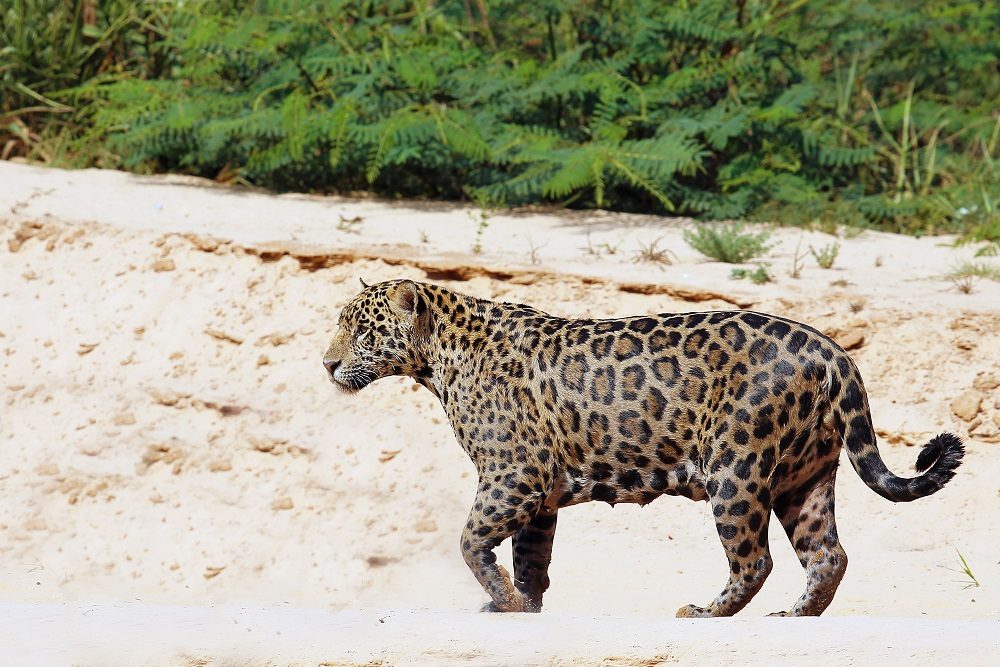 Jaguar-Safari in Brasilien