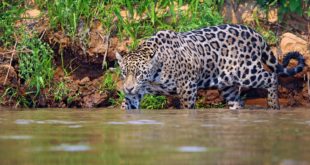 Pantanal Nationalpark