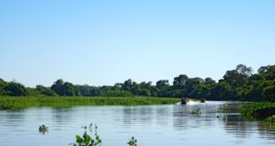 Tierbeobachtung per Boot im Südpantanal